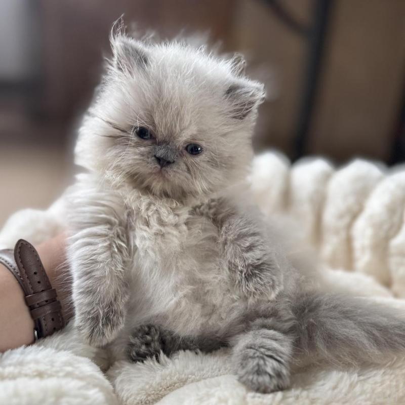 販売中の栃木県のヒマラヤン-131059の1枚目