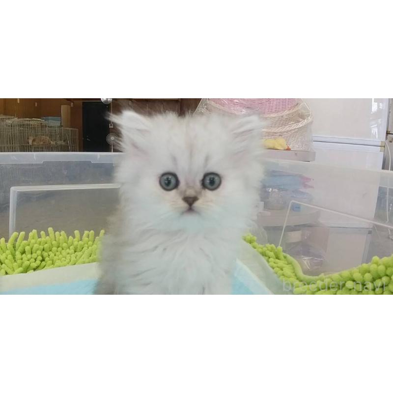 成約済の愛知県のペルシャ(チンチラ)-129513の3枚目