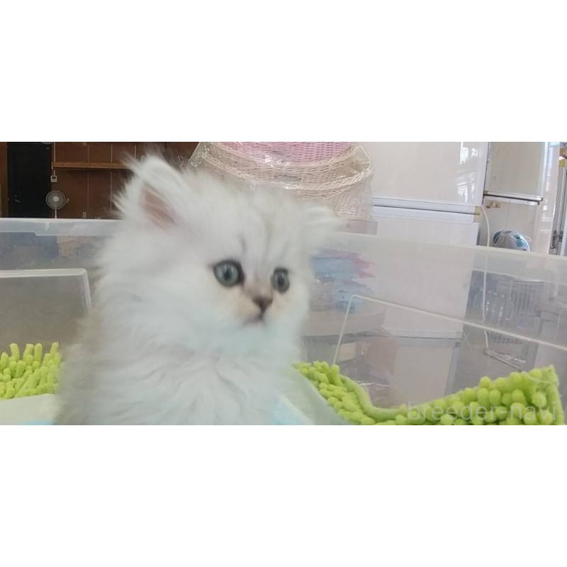 成約済の愛知県のペルシャ(チンチラ)-129513の2枚目