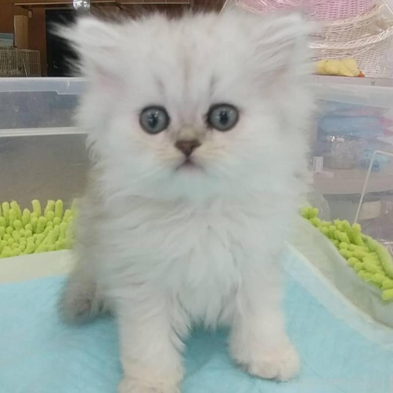 成約済の愛知県のペルシャ(チンチラ)-129513の1枚目