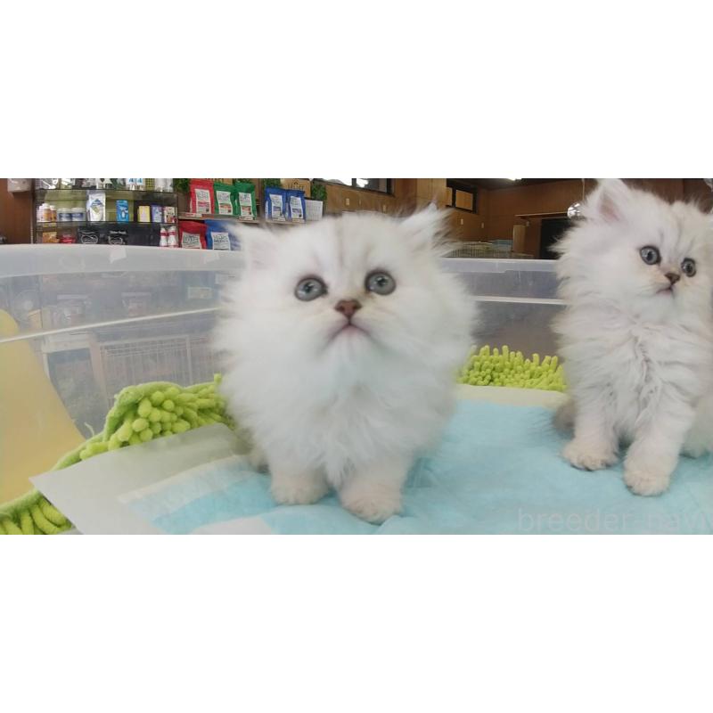 販売中の愛知県のペルシャ(チンチラ)-129512の2枚目