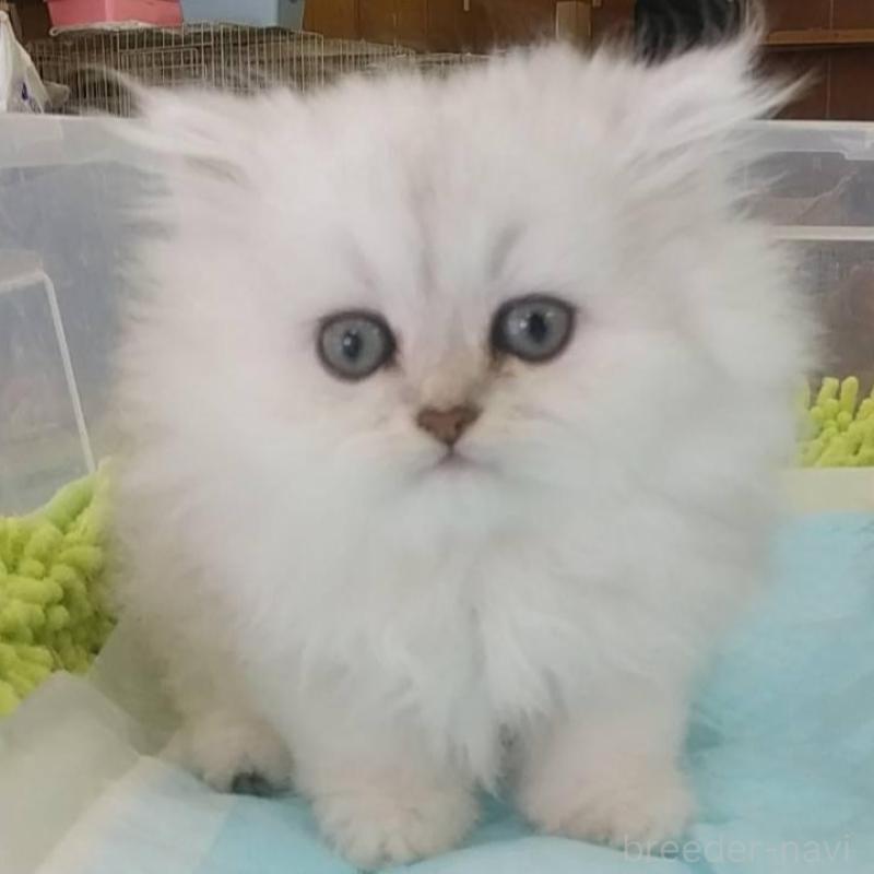 販売中の愛知県のペルシャ(チンチラ)-129512