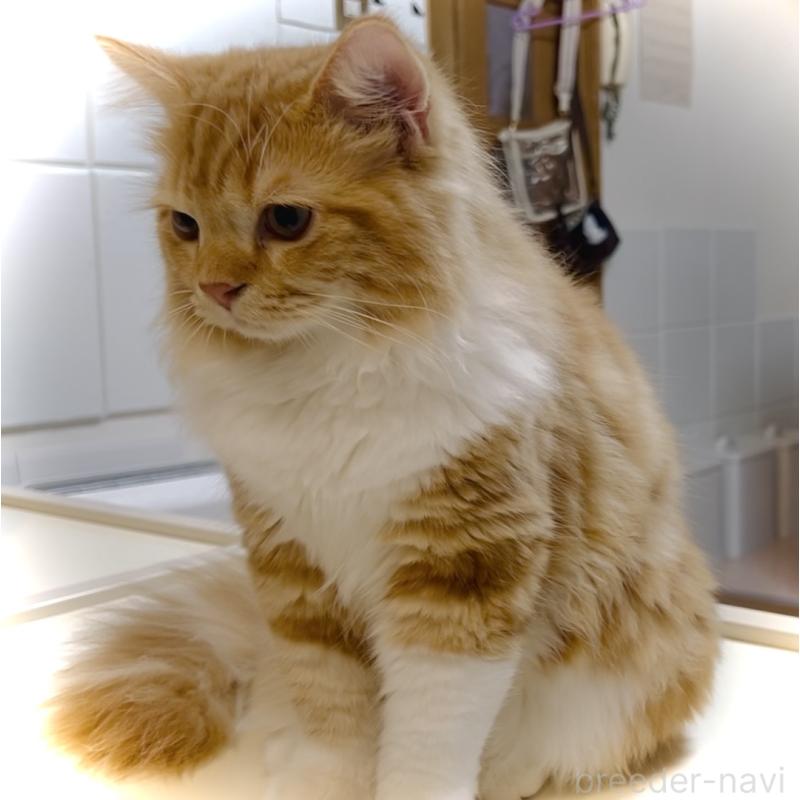 成約済の東京都のスコティッシュフォールド-122206の3枚目