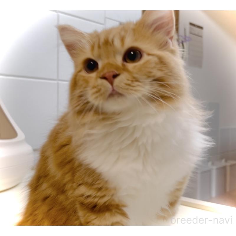 成約済の東京都のスコティッシュフォールド-122206の2枚目