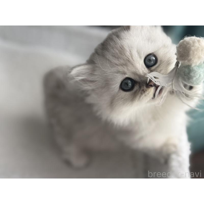 販売中の埼玉県のミヌエット(短足)-131060の5枚目