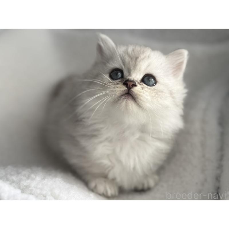 販売中の埼玉県のミヌエット(短足)-131060の4枚目