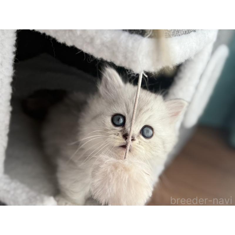 販売中の埼玉県のミヌエット(短足)-131060の3枚目