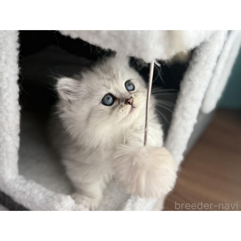 販売中の埼玉県のミヌエット(短足)-131060の2枚目