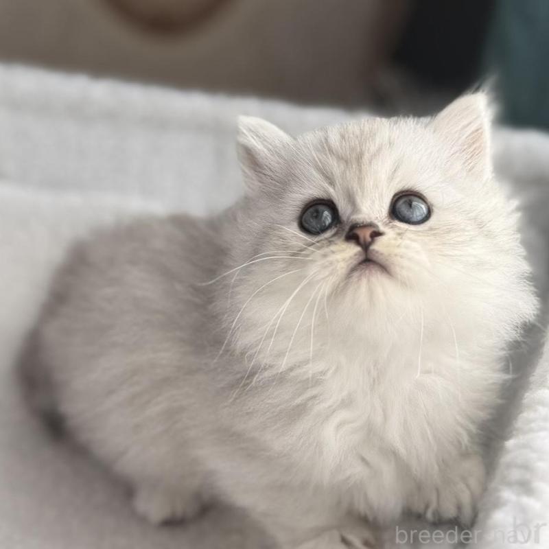 販売中の埼玉県のミヌエット(短足)-131060の1枚目