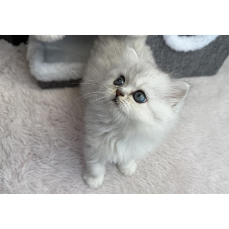 販売中の埼玉県のミヌエット-131061の5枚目