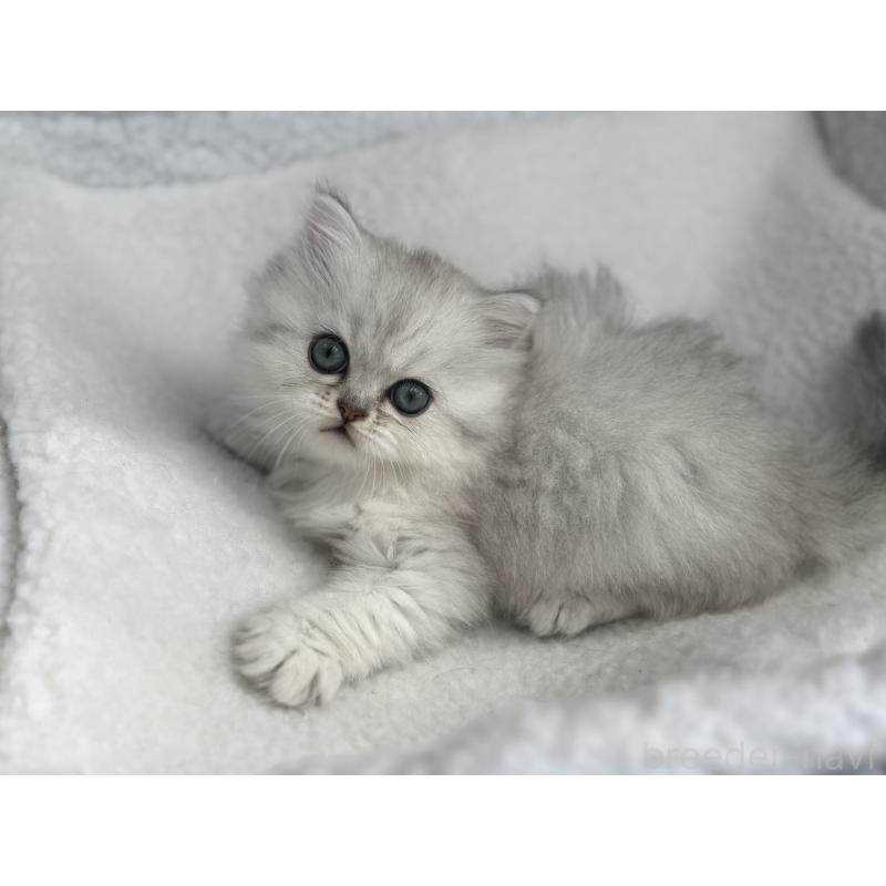 販売中の埼玉県のミヌエット-131061の4枚目