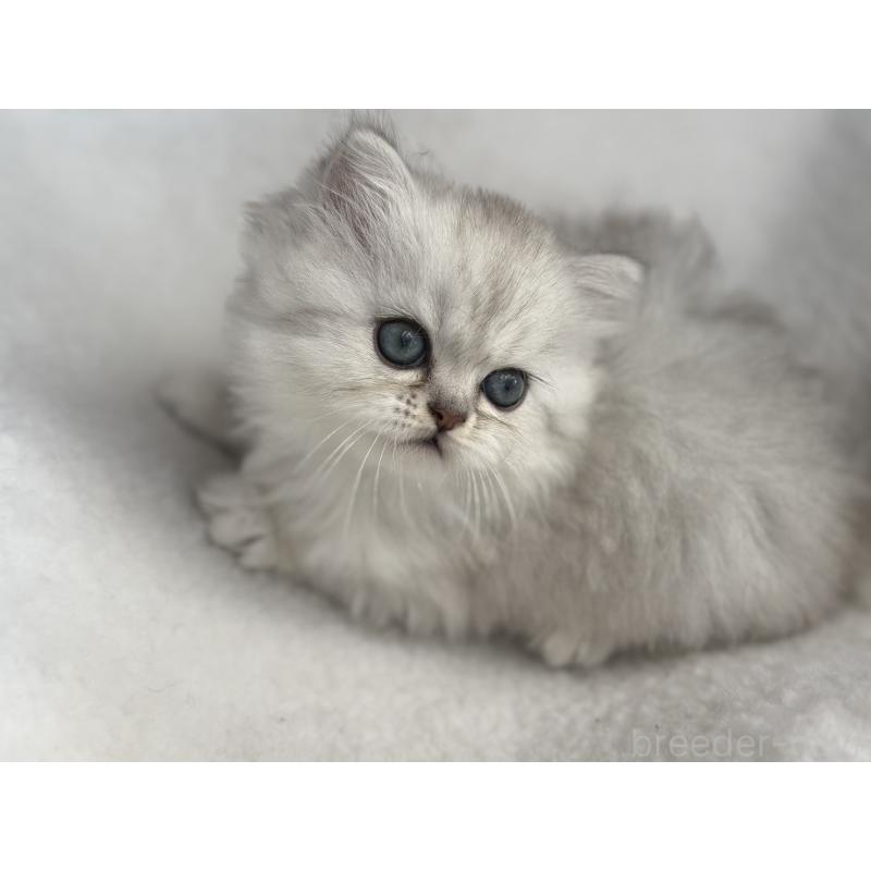 販売中の埼玉県のミヌエット-131061の3枚目