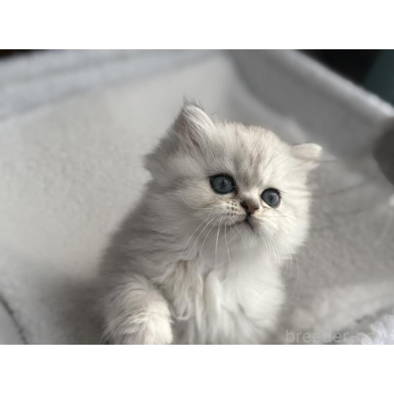 販売中の埼玉県のミヌエット-131061の2枚目