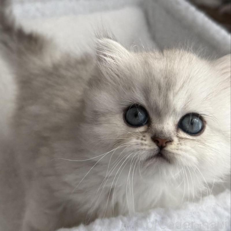 販売中の埼玉県のミヌエット-131061