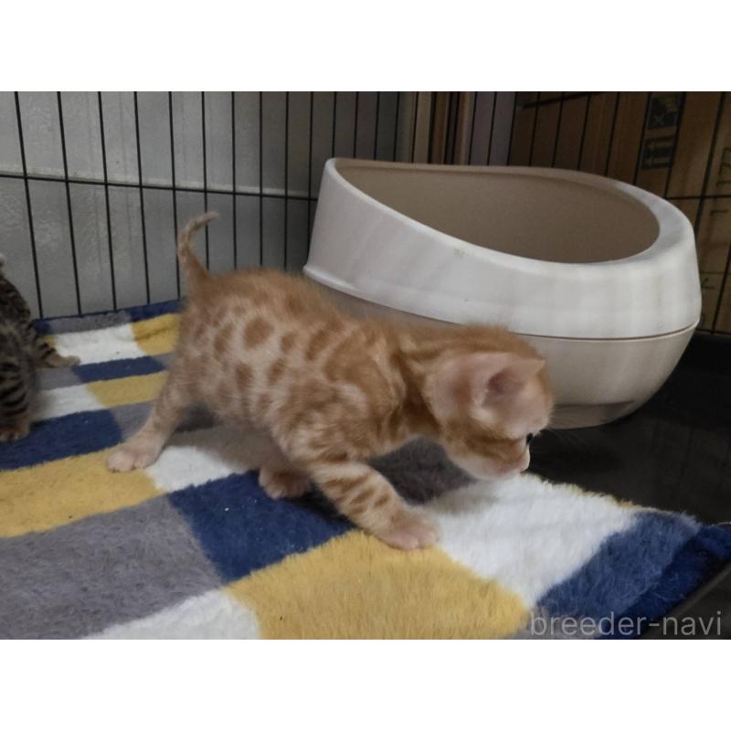 販売中の神奈川県のベンガル-131062の4枚目