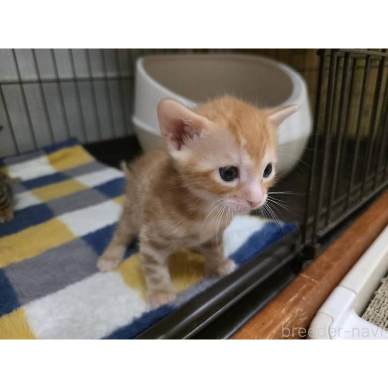 販売中の神奈川県のベンガル-131062の3枚目