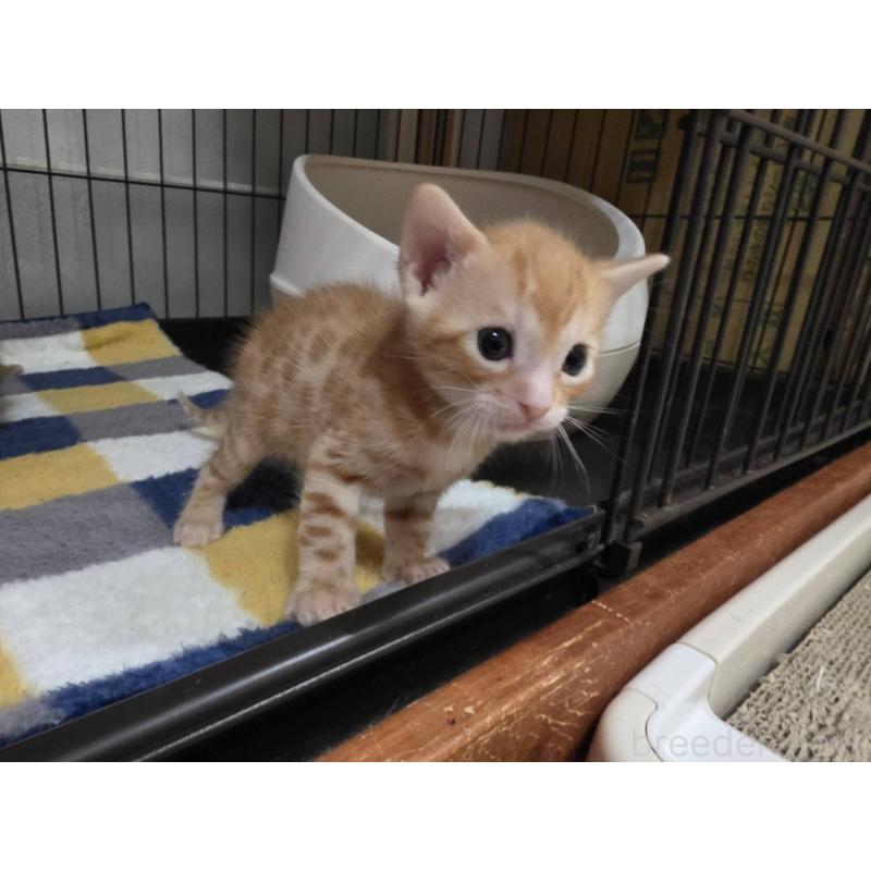 販売中の神奈川県のベンガル-131062の2枚目