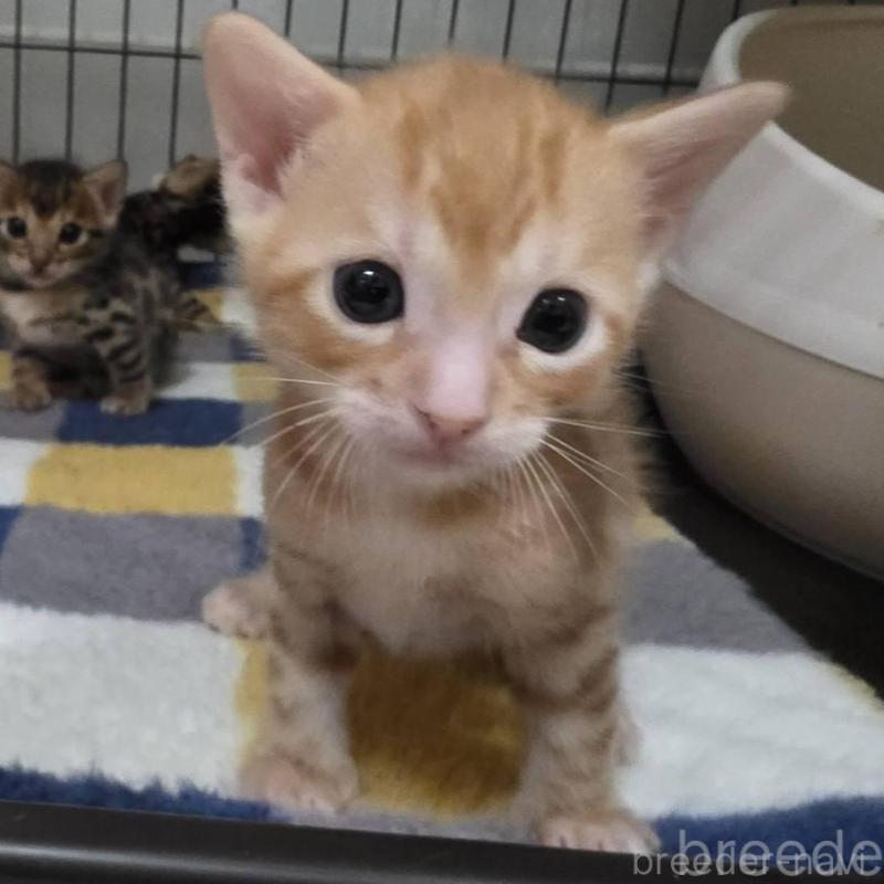 販売中の神奈川県のベンガル-131062の1枚目