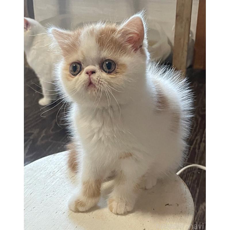 販売中の熊本県のエキゾチックショートヘア-131063の2枚目