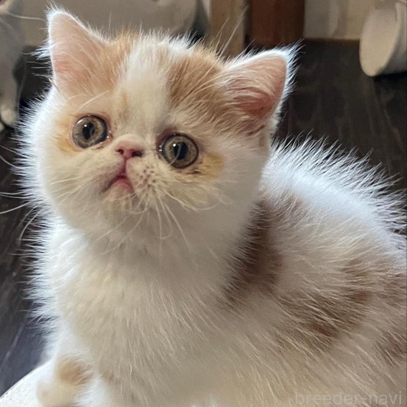 販売中の熊本県のエキゾチックショートヘア-131063の1枚目