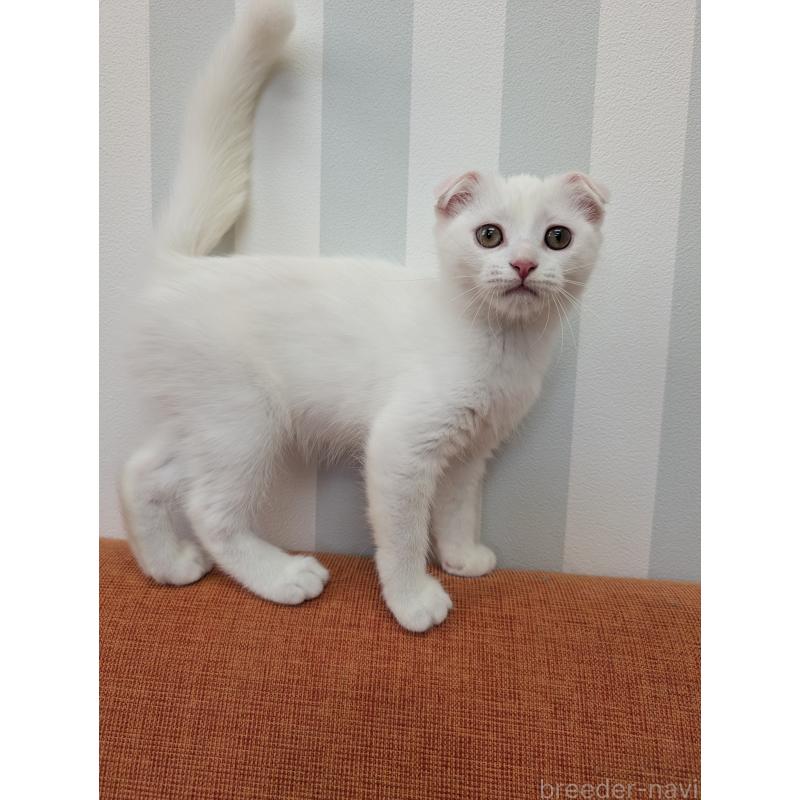販売中の大阪府のスコティッシュフォールド(折れ耳)-126470の3枚目