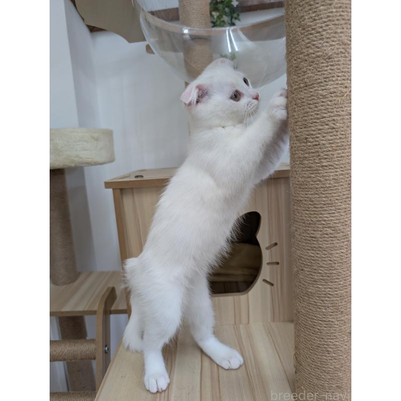 販売中の大阪府のスコティッシュフォールド(折れ耳)-126470の2枚目