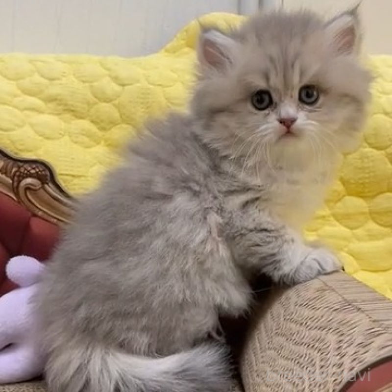 販売中の埼玉県のマンチカン-131064の1枚目