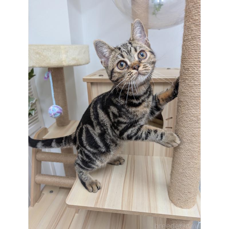 販売中の大阪府のアメリカンショートヘア-122718の2枚目