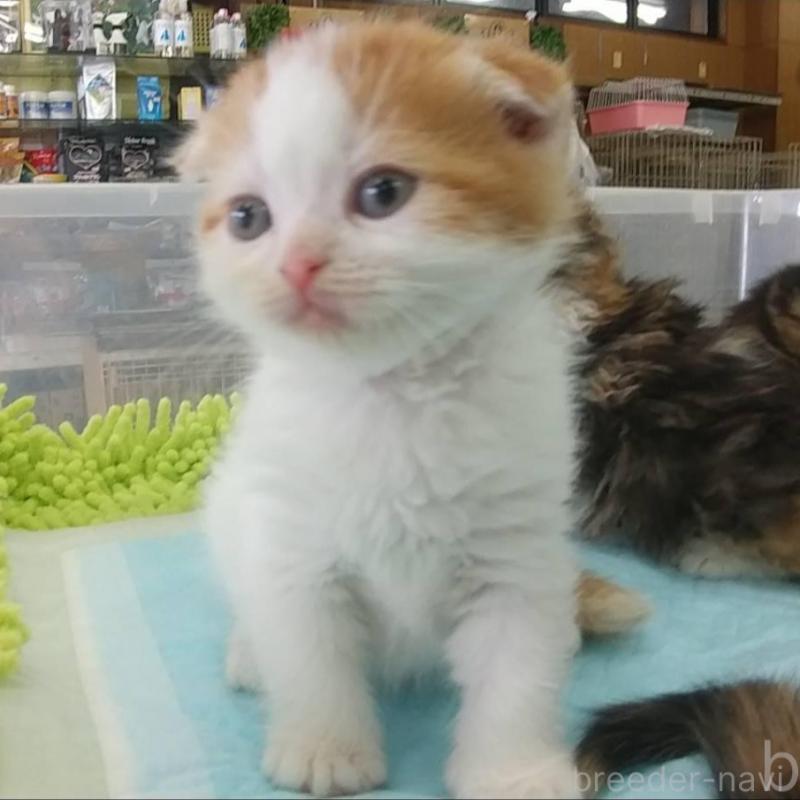 販売中の愛知県のスコティッシュフォールド(折れ耳)-131065