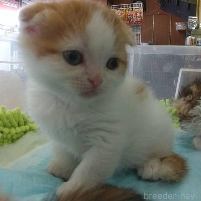 販売中の愛知県のスコティッシュフォールド(折れ耳)-131065の3枚目