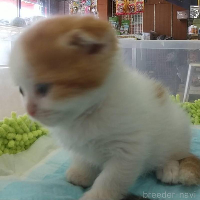 販売中の愛知県のスコティッシュフォールド(折れ耳)-131065の2枚目