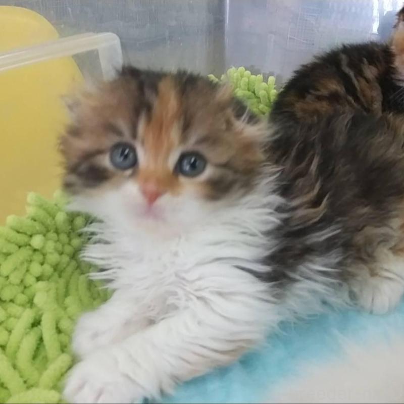 販売中の愛知県のスコティッシュフォールド(折れ耳)-131066