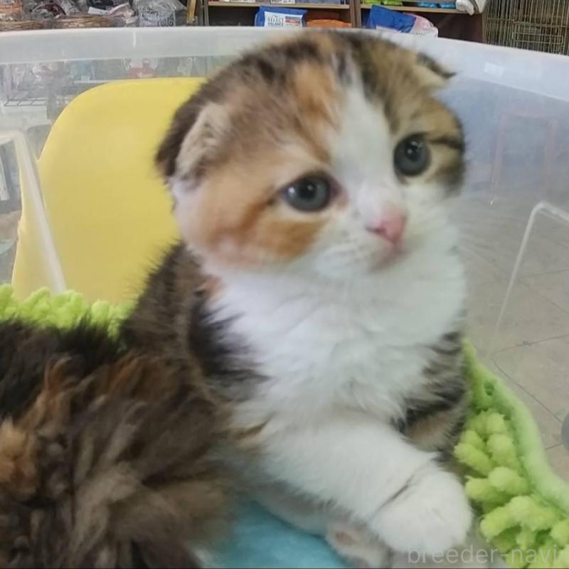 販売中の愛知県のスコティッシュフォールド(折れ耳)-131067