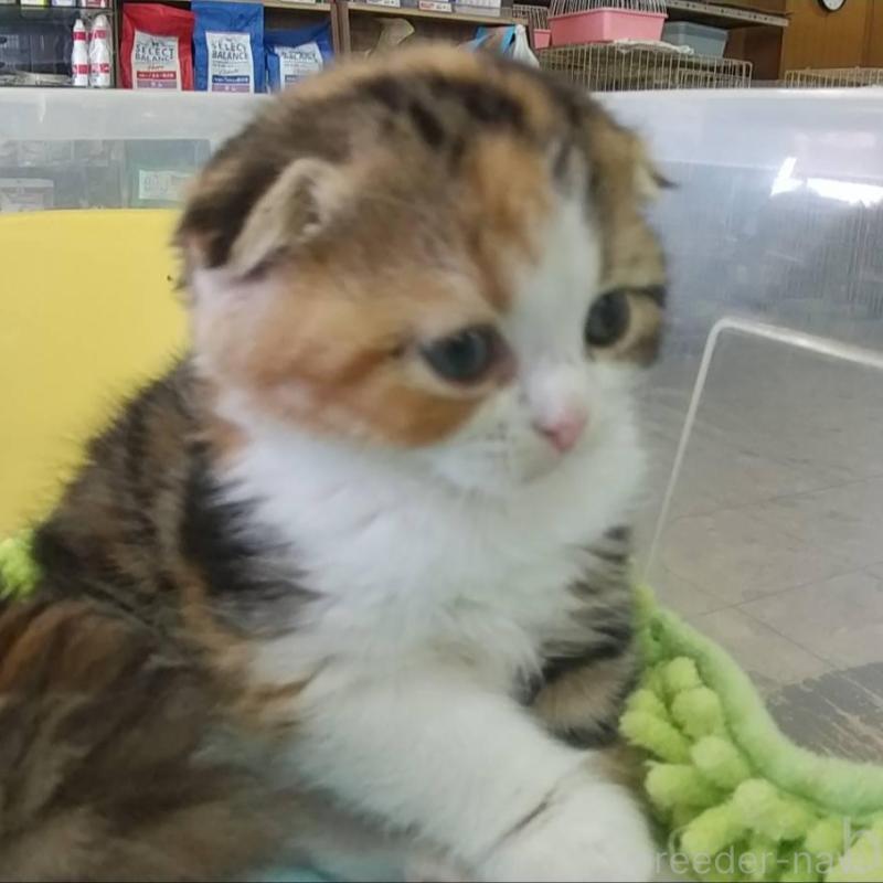 販売中の愛知県のスコティッシュフォールド(折れ耳)-131067の4枚目