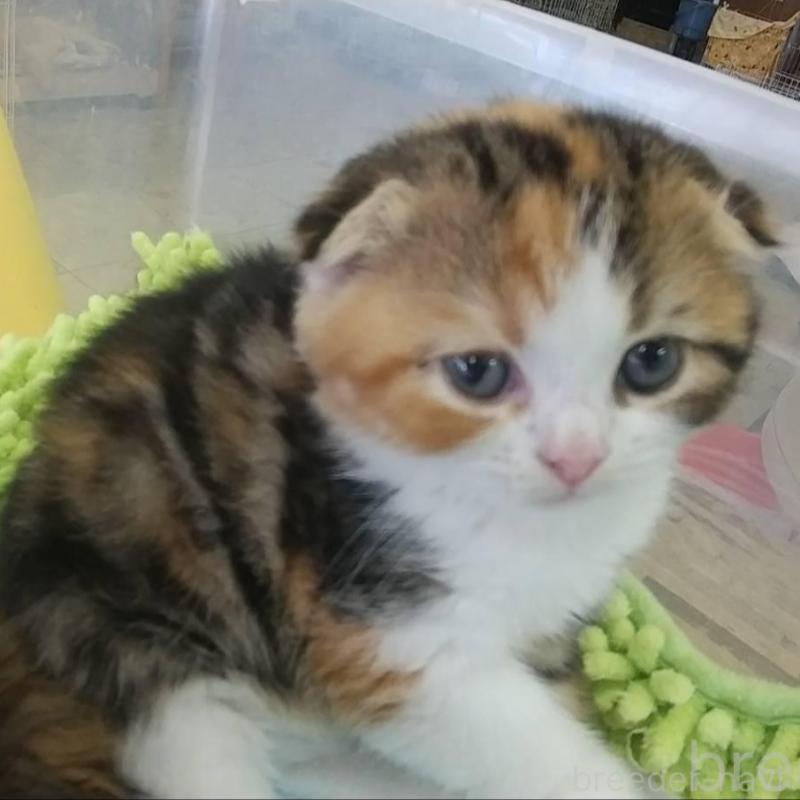 販売中の愛知県のスコティッシュフォールド(折れ耳)-131067の2枚目