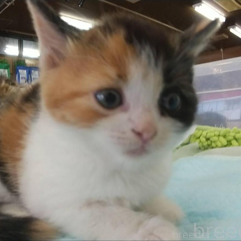 販売中の愛知県のスコティッシュフォールド-131068の1枚目