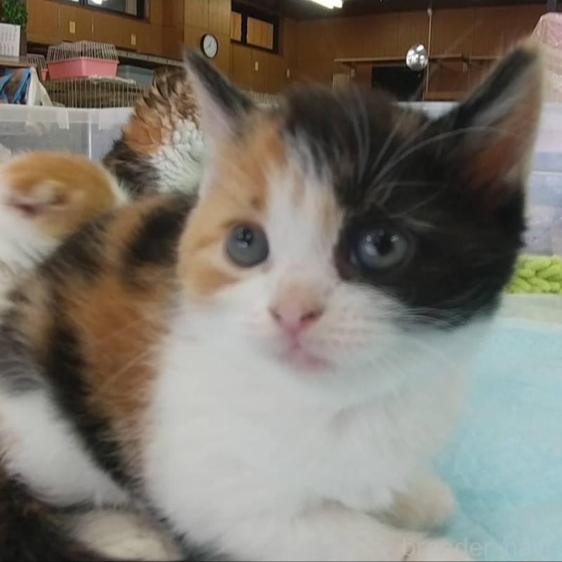 販売中の愛知県のスコティッシュフォールド-131068の2枚目