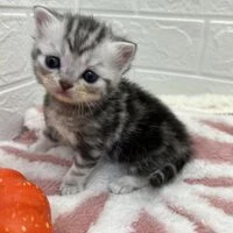 販売中の埼玉県のスコティッシュフォールド-131069