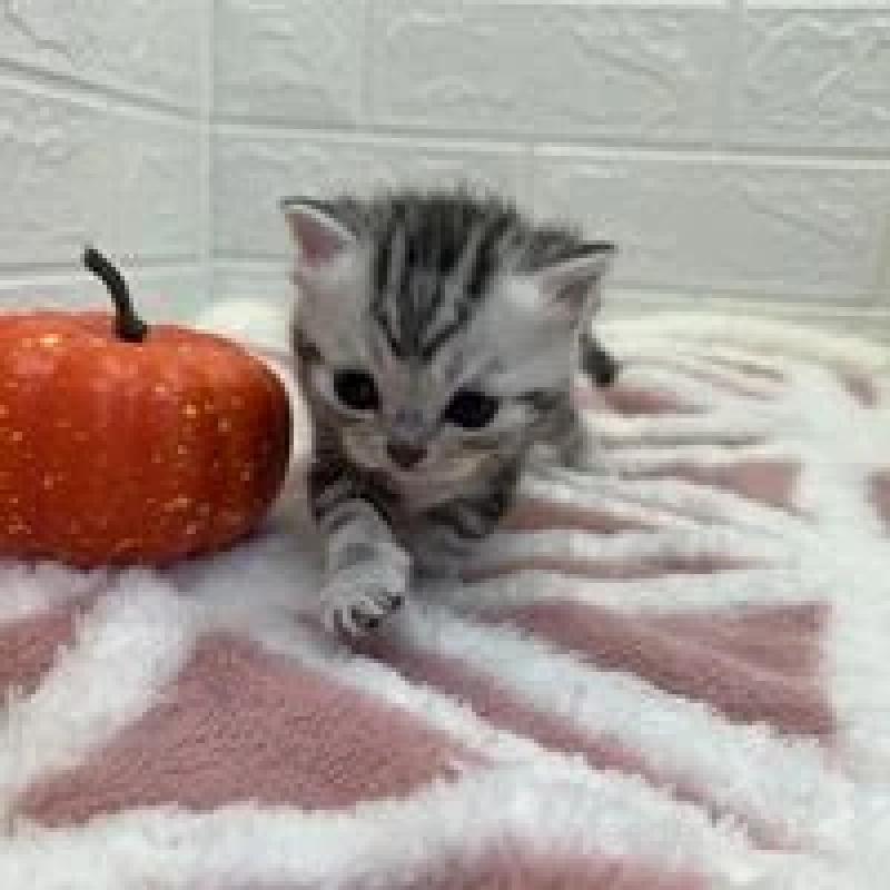 販売中の埼玉県のスコティッシュフォールド-131069の11枚目