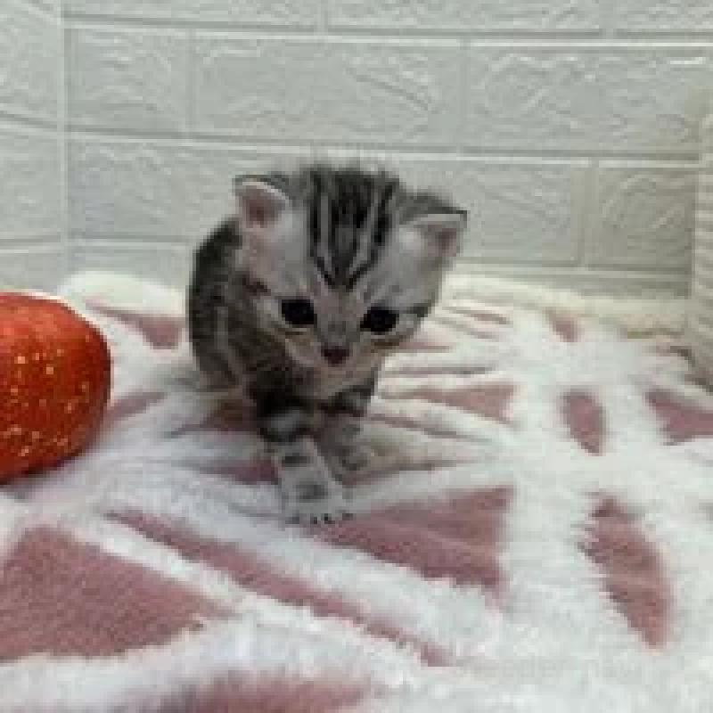 販売中の埼玉県のスコティッシュフォールド-131069の10枚目