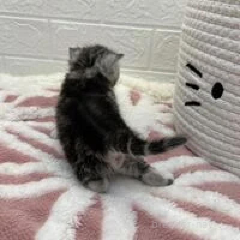 販売中の埼玉県のスコティッシュフォールド-131069の7枚目