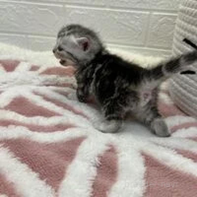 販売中の埼玉県のスコティッシュフォールド-131069の8枚目