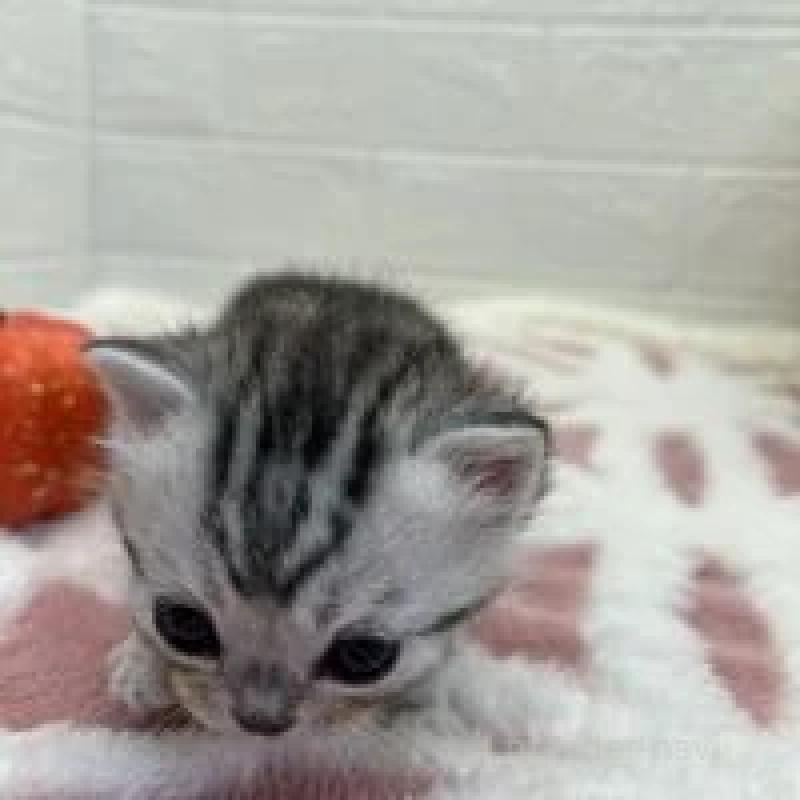 販売中の埼玉県のスコティッシュフォールド-131069の6枚目