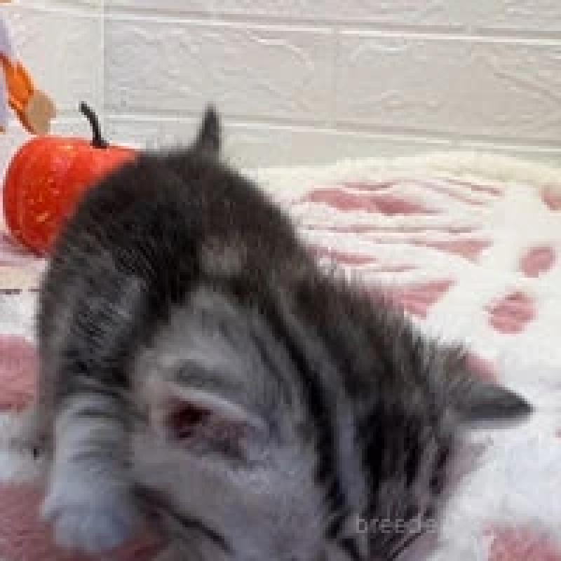 販売中の埼玉県のスコティッシュフォールド-131069の3枚目