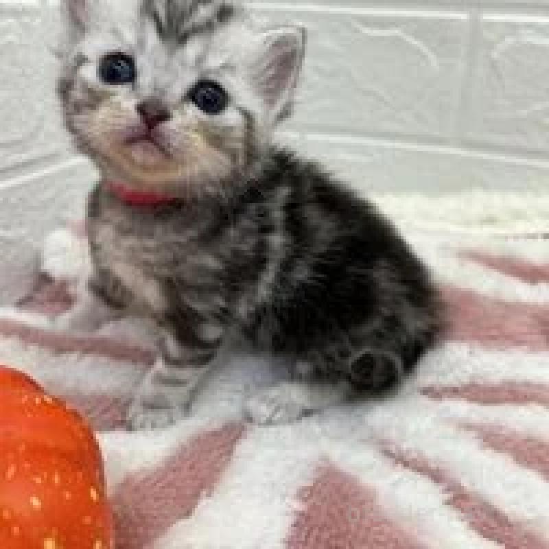 販売中の埼玉県のスコティッシュフォールド-131069の2枚目