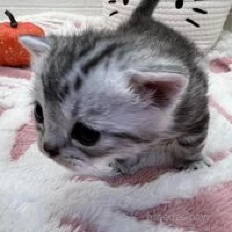 販売中の埼玉県のスコティッシュフォールド-131070の11枚目