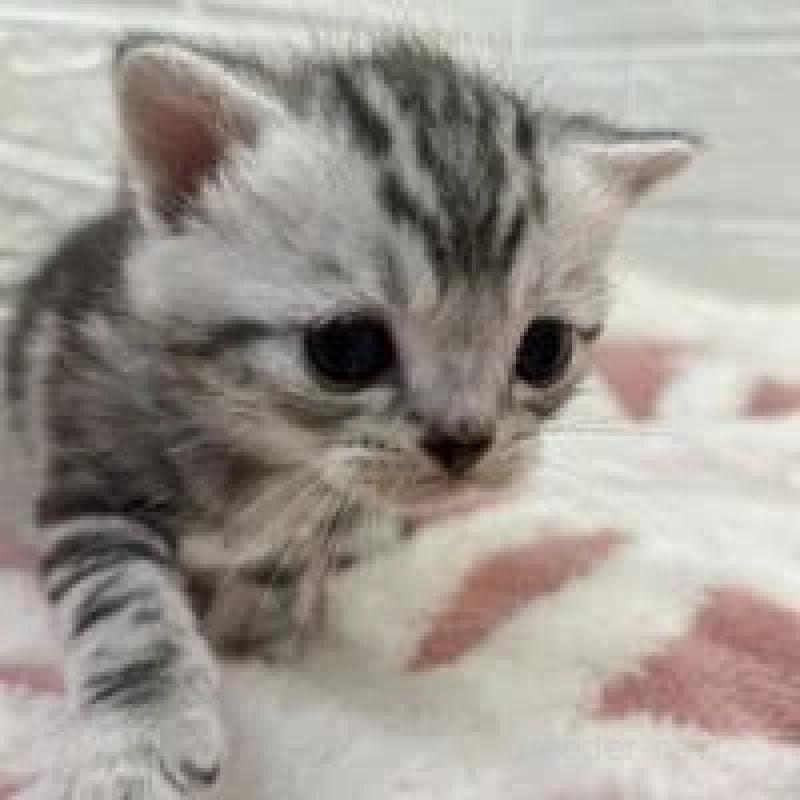 販売中の埼玉県のスコティッシュフォールド-131070