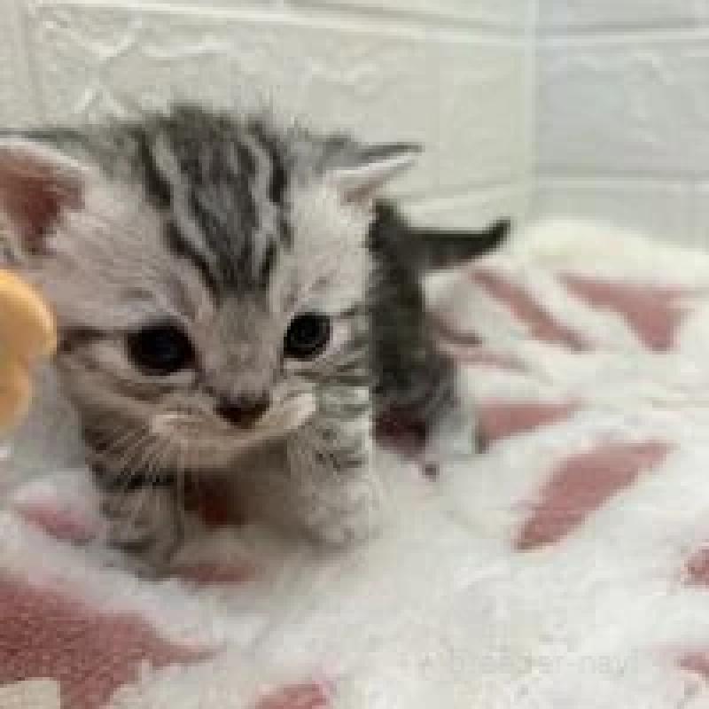 販売中の埼玉県のスコティッシュフォールド-131070の8枚目