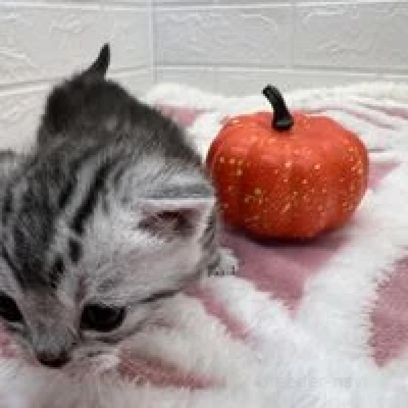 販売中の埼玉県のスコティッシュフォールド-131070の7枚目