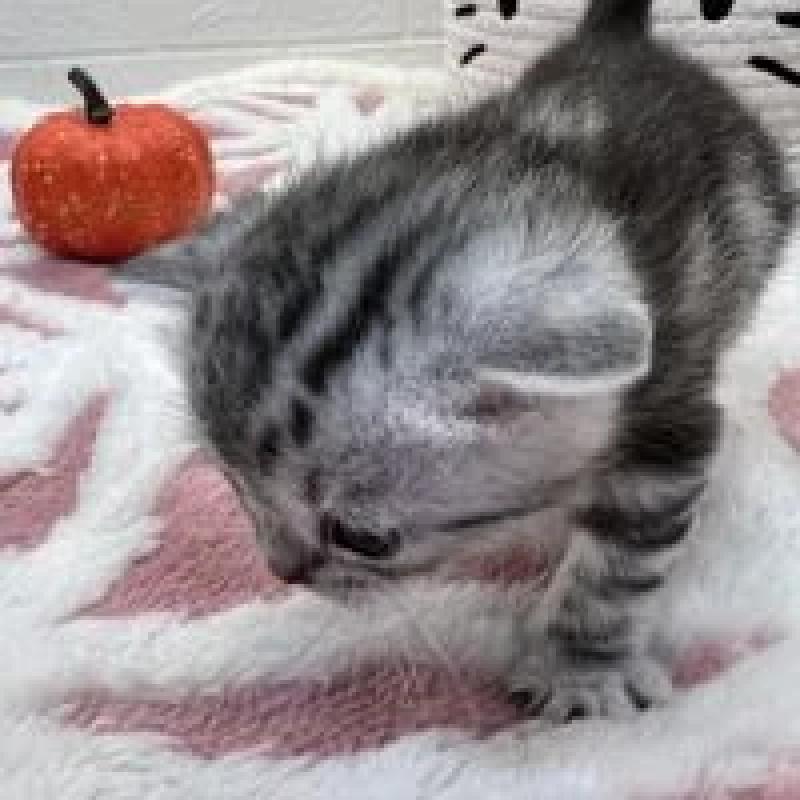 販売中の埼玉県のスコティッシュフォールド-131070の5枚目